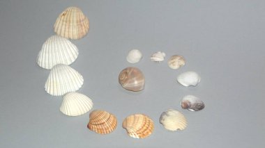 Deniz kabuğu koleksiyonu - Deniz anıları - Tyrhenian Denizi 'nden kabuklar 