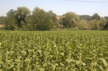 Ayçiçeği tarlası henüz açmadı - Toskana