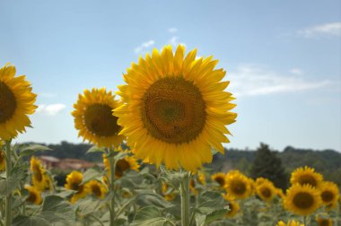 Ayçiçeği üzerinde arılar - Toskana kırsalında