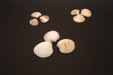 Deniz kabuklarının fotoğraf kompozisyonu