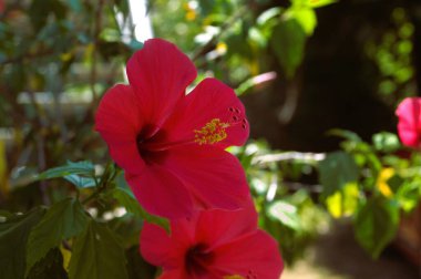 Parlak fuşya amber çiçeği - 2024 yazı