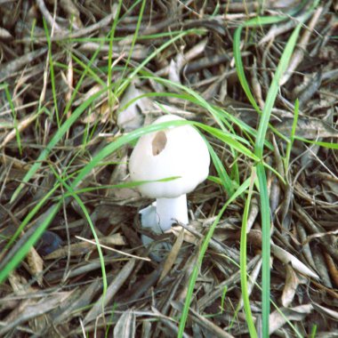 Ormanlıkta beyaz mantar