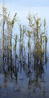 Sazlıklar ve yansımaları sığ göl tabanında