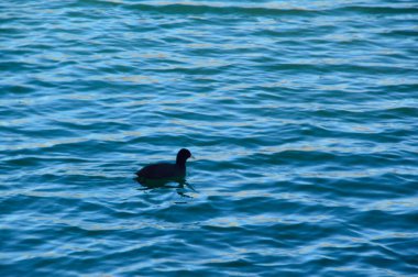 Kışın göl - yüzen ördek