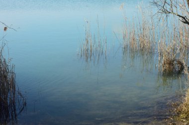 Kışın göl - kıyıda sazlıklar