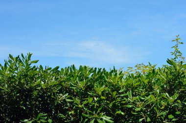 Çitin arkasındaki mavi gökyüzü