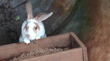 Büyüleyici bir tavşanın doğal ortamında yemeğiyle ziyafet çekişini izleyin. Bu iç açıcı video, çiftlikte sevilen bir hayvanın beslenme zamanını yakalıyor. Harika bir an..