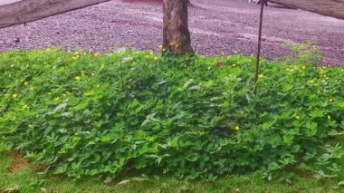 Yağmurlu bir günde ağaçların altında açan küçük sarı çiçeklerle bu yer altı bitkisinin güzelliğinin tadını çıkar. Bu sahne doğanın ahengini temsil ediyor. Arkaplan ya da görsel proje için mükemmel..