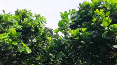 Doğanın özünü yakalayan bir video, bu görüntüler açık bir gökyüzünde parlak yeşil yaprakların hareketini gösteriyor. Yeşillik ve doğal çevre huzurlu bir atmosfer yaratır..