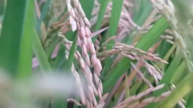 Bir çeltik tarlasının dingin güzelliğine tanık olun. Altın pirinç tanelerinin hafif salınımını sergiliyor. Ekin olgunlaşırken doğanın uyumunu keşfetmek, sürdürülebilir bir bakış sunmak..