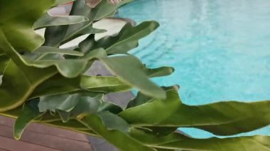Kristal berrak turkuaz su ve yemyeşil yaprak süslemeli sakin bir tropikal havuz. Video, huzurlu bir vahada rahatlama, tatil ve mutlu bir kaçış hissi uyandırıyor..