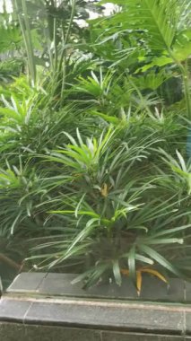 Bu stok videosu, bereketli bitki örtüsünün kentsel ortamdaki dingin güzelliğini yansıtıyor. Çeşitli bitki ve yeşillikleri sergiliyor, sakin ve ferahlatıcı bir açık hava ortamı yaratıyor..