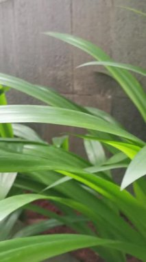 Tüylü beton bir duvarın karşısındaki yemyeşil bitkilerin dinlendirici görüntüsü. Kentsel alanlarla harmanlanmış doğanın özünü yakalar, sakin ve minimalist bir zemin yaratır..