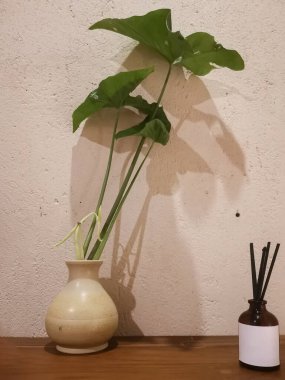 Küçük bir vazoda yemyeşil yeşillik içeren basit bir botanik düzenleme oda spreyinin yanında duruyor. Dokulu duvar arkaplanı ince bir dokunuş ekliyor ve odada yeni bir atmosfer yaratıyor..