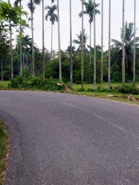 Endonezya 'ya özgü beyaz yasemin çiçekleri