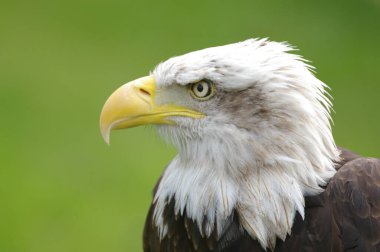 Sarı gagalı ve sarı gözlü kel bir kartal. Kartal doğrudan kameraya bakıyor.