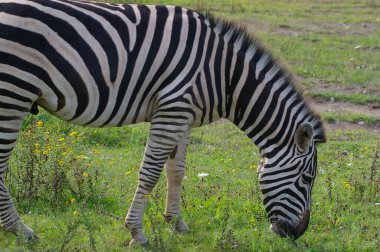 Bir zebra çim tarlasında otluyor. Zebra otları yiyor ve siyah beyaz çizgili bir deseni var.