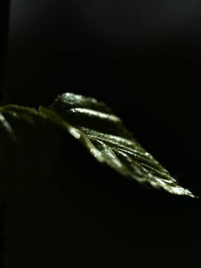 Koyu arkaplanda bir yaprak gösterilir. Yaprak yeşildir ve parlak bir yüzeye sahiptir. Görüntüde tuhaf ve gizemli bir his var.
