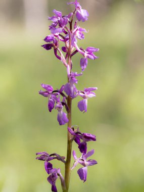 Yeşil saplı mor bir çiçek. Çiçek uzundur ve bir sürü taç yaprağı vardır.