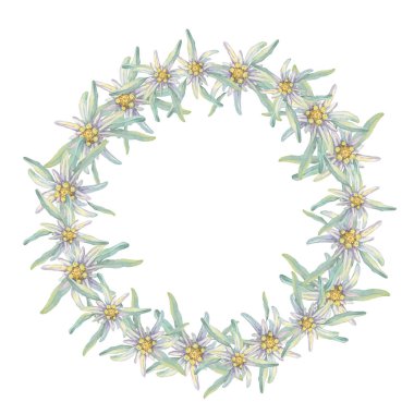 Edelweiss çiçeklerinden oluşan yuvarlak bir çelenk. Elle çizilmiş suluboya, pastel renklerde minimalist çiçek stili. Kartpostal, davetiye, baskı, düğün için tasarım şablonu, beyaz arkaplanda izole