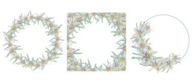 Alpine Edelweiss 'li daire çerçeveler. Elle çizilmiş kır çiçeği suluboya klipsi, kırsal stil, soluk renkler. Kartlar, davetiyeler ve beyaza izole edilmiş yazdırma için düğün yuvarlak tasarım şablonları