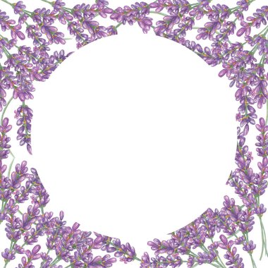 Lavanta çiçekleri, mor ve mor yuvarlak çerçeve. Yaban çiçeği çelengi, klasik çiçek tasarımı. Düğün davetiyesi, kart, hediye etiketi, gelinlik tasarımı için botanik el çizimi suluboya resim şablonu