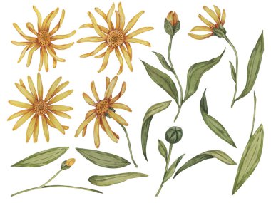Arnica Montana çiçeğinin elementleri. Dağdaki tütün sarı bitkisinin yapraklı kısımları. Kozmetik ürünler, bitkisel ilaçlar, kremler, merhemler için elle çizilmiş bir suluboya tırmanışı