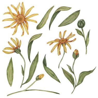 Arnica Montana bitkisinin elementleri. Dağdaki tütün sarı çiçeğinin yapraklı parçaları. Kozmetik ürünler, bitkisel ilaçlar, kremler, merhemler için elle çizilmiş bir suluboya tırmanışı