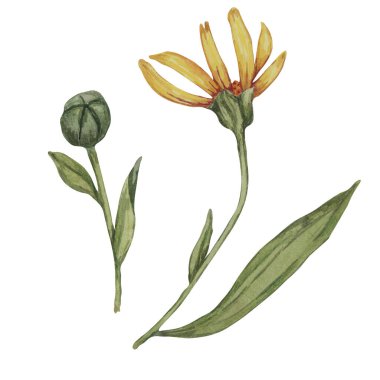 Arnica Montana 'nın çiçek ve yeşil tomurcuğu. Dağdaki tütün sarı bitkisinin yapraklı kısımları. Kozmetik ürünler, bitkisel ilaçlar, kremler, merhemler için elle çizilmiş bir suluboya tırmanışı