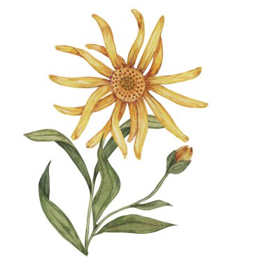 Arnica Montana, el yapımı kurtboğan suluboya çiçekleri sarı ve turuncu. Kozmetik, bitkisel ilaçlar, kremler, merhemler için gerçekçi dağ tütünü tırmanışları