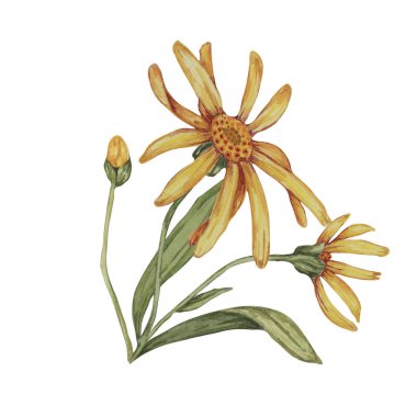 Arnica Montana, el yapımı kurtboğan suluboya çiçekleri sarı ve turuncu. Kozmetik, bitkisel ilaçlar, kremler, merhemler için gerçekçi dağ tütünü tırmanışları