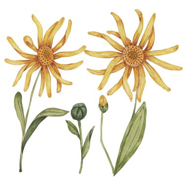 Arnica Montana, el yapımı kurtboğan suluboya çiçekleri sarı ve turuncu. Kozmetik, bitkisel ilaçlar, kremler, merhemler için gerçekçi dağ tütünü tırmanışları