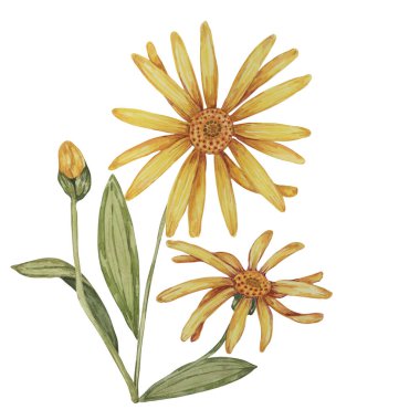 Arnica Montana, el yapımı kurtboğan suluboya çiçekleri sarı ve turuncu. Kozmetik, bitkisel ilaçlar, kremler, merhemler için gerçekçi dağ tütünü tırmanışları