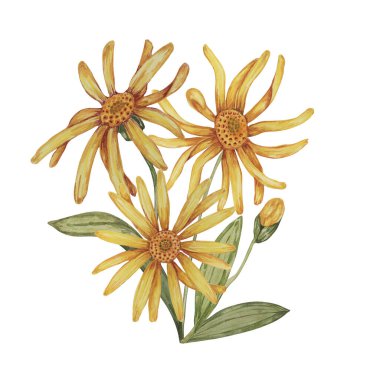 Suluboya ile daimi arnica montana bitkisi, sarı ve turuncu el çizimi kurtboğan çiçekleri. Kozmetik, bitkisel ilaçlar, kremler, merhemler için gerçekçi dağ tütünü tırmanışları