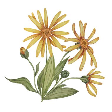 Suluboya ile daimi arnica montana bitkisi, sarı ve turuncu el çizimi kurtboğan çiçekleri. Kozmetik, bitkisel ilaçlar, kremler, merhemler için gerçekçi dağ tütünü tırmanışları