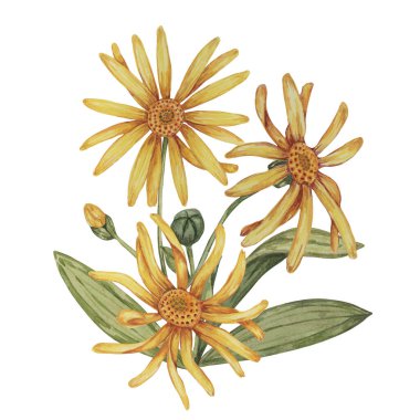 Suluboya ile daimi arnica montana bitkisi, sarı ve turuncu el çizimi kurtboğan çiçekleri. Kozmetik, bitkisel ilaçlar, kremler, merhemler için gerçekçi dağ tütünü tırmanışları
