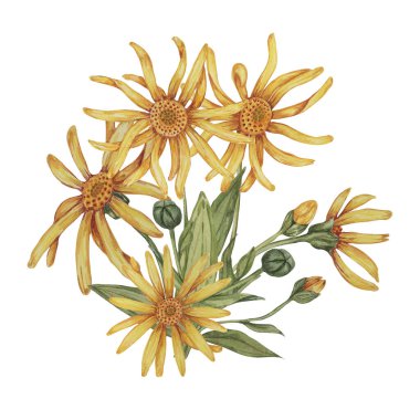 Suluboya ile daimi arnica montana bitkisi, sarı ve turuncu el çizimi kurtboğan çiçekleri. Kozmetik, bitkisel ilaçlar, kremler, merhemler için gerçekçi dağ tütünü tırmanışları