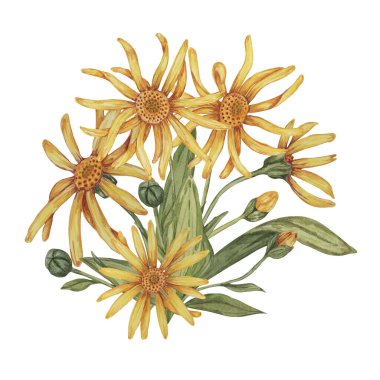 Suluboya ile daimi arnica montana bitkisi, sarı ve turuncu el çizimi kurtboğan çiçekleri. Kozmetik, bitkisel ilaçlar, kremler, merhemler için gerçekçi dağ tütünü tırmanışları
