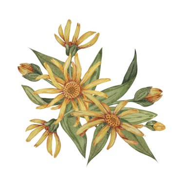 Ebedi arnica montana buketi. Suluboya, elle çizilmiş sarı kurtboğan çiçekleri. Kozmetik, bitkisel ilaçlar, kremler, merhemler için gerçekçi dağ tütünü tırmanışları