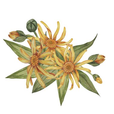 Ebedi arnica montana buketi. Suluboya, elle çizilmiş sarı kurtboğan çiçekleri. Kozmetik, bitkisel ilaçlar, kremler, merhemler için gerçekçi dağ tütünü tırmanışları