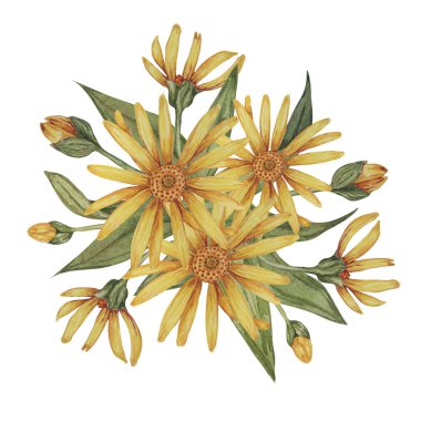 Ebedi arnica montana buketi. Suluboya, elle çizilmiş sarı kurtboğan çiçekleri. Kozmetik, bitkisel ilaçlar, kremler, merhemler için gerçekçi dağ tütünü tırmanışları