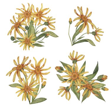 Arnica bitki grupları, suluboya buketler. El çizimi sarı ve turuncu kurtboğan çiçekleri. Gerçekçi dağ tütünü kozmetik ürünleri, bitkisel ilaçlar, kremler için ambalaj ve baskı tırmanışları