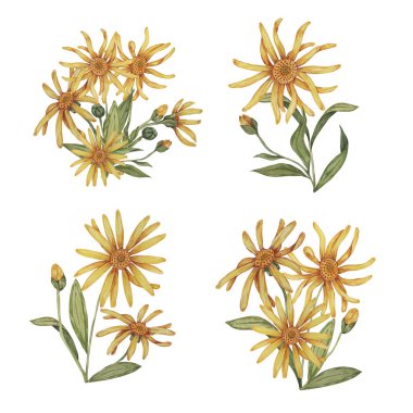 Arnica bitki grupları, suluboya buketler. El çizimi sarı ve turuncu kurtboğan çiçekleri. Gerçekçi dağ tütünü kozmetik ürünleri, bitkisel ilaçlar, kremler için ambalaj ve baskı tırmanışları