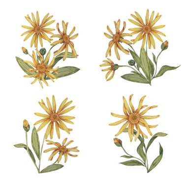 Arnica bitki grupları, suluboya buketler. El çizimi sarı ve turuncu kurtboğan çiçekleri. Gerçekçi dağ tütünü kozmetik ürünleri, bitkisel ilaçlar, kremler için ambalaj ve baskı tırmanışları
