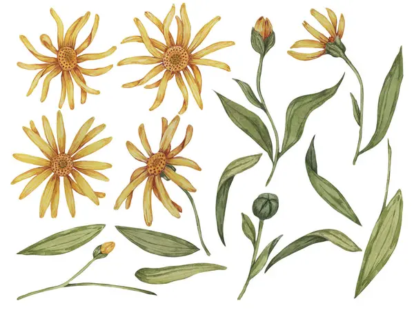 Arnica Montana çiçeğinin elementleri. Dağdaki tütün sarı bitkisinin yapraklı kısımları. Kozmetik ürünler, bitkisel ilaçlar, kremler, merhemler için elle çizilmiş bir suluboya tırmanışı