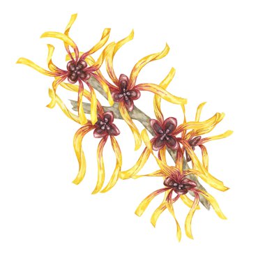 Cadı fındığı sarı şifalı bitki çiçekleri kırpılır. Hamamelis Virginiana şubesi illüstrasyonu. Kozmetik, su, bitkisel ilaç, güzellik, krem ambalaj, ulusal gün broşürü, logo için suluboya dal