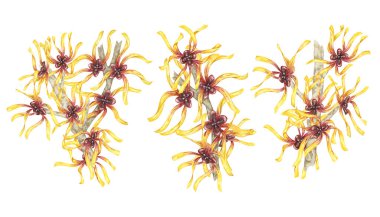 Cadı fındık dalları seti, sarı şifalı çiçekler. Hamamelis Virginiana şubeleri. Kozmetik, su, bitkisel ilaç, güzellik, krem ambalaj, ulusal gün broşürü, logo