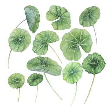 Centella asiatica, gotik kola yaprakları hazır. El yapımı Asya Pennywort suluboya botanik çizimi kozmetik, ambalaj, güzellik, etiketler, bitkisel beslenme takviyeleri için izole elementler.