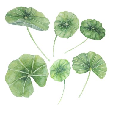 Centella asiatica, gotik kola yaprakları hazır. El yapımı Asya Pennywort suluboya botanik çizimi kozmetik, ambalaj, güzellik, etiketler, bitkisel beslenme takviyeleri için izole elementler.
