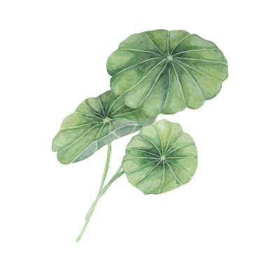 Centella asiatica, gotik kola yeşili düzenleme. El yapımı Asya Pennywort buketi suluboya botanik çizimi, kozmetik, ambalaj, güzellik, etiketler, bitkisel beslenme takviyeleri için izole edilmiş